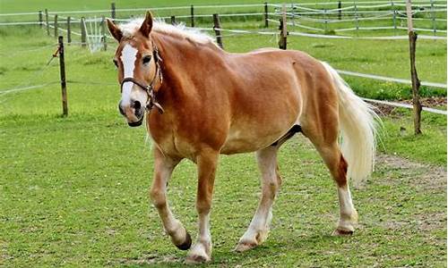 Haflinger_haflinger拖鞋